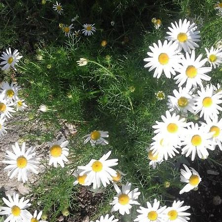 Pensiunea Margareta Sita Buzăului Esterno foto