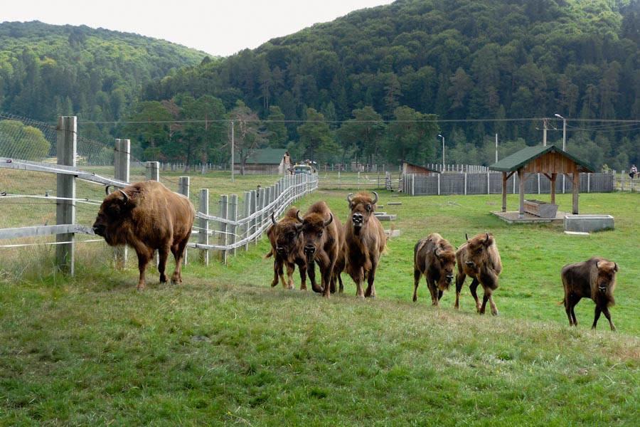 Pensiunea Margareta Sita Buzăului Esterno foto