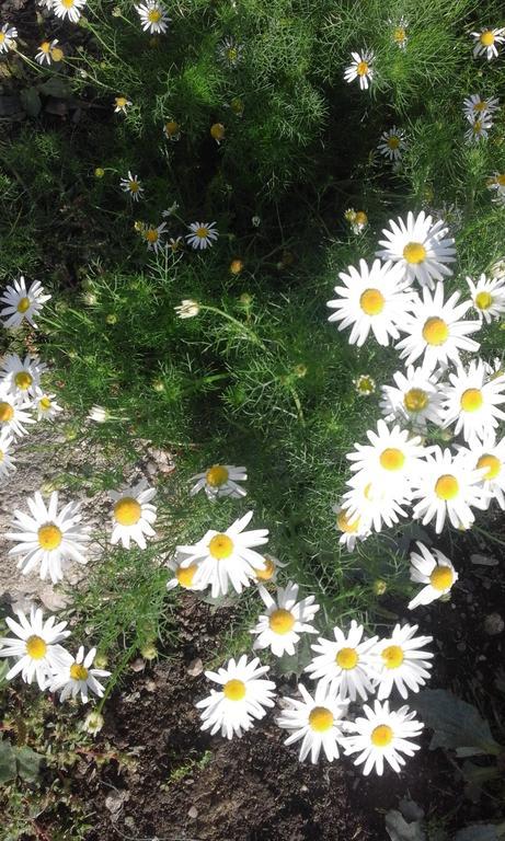 Pensiunea Margareta Sita Buzăului Esterno foto